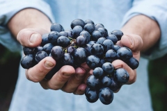 FAS-Wineries-Roadmap